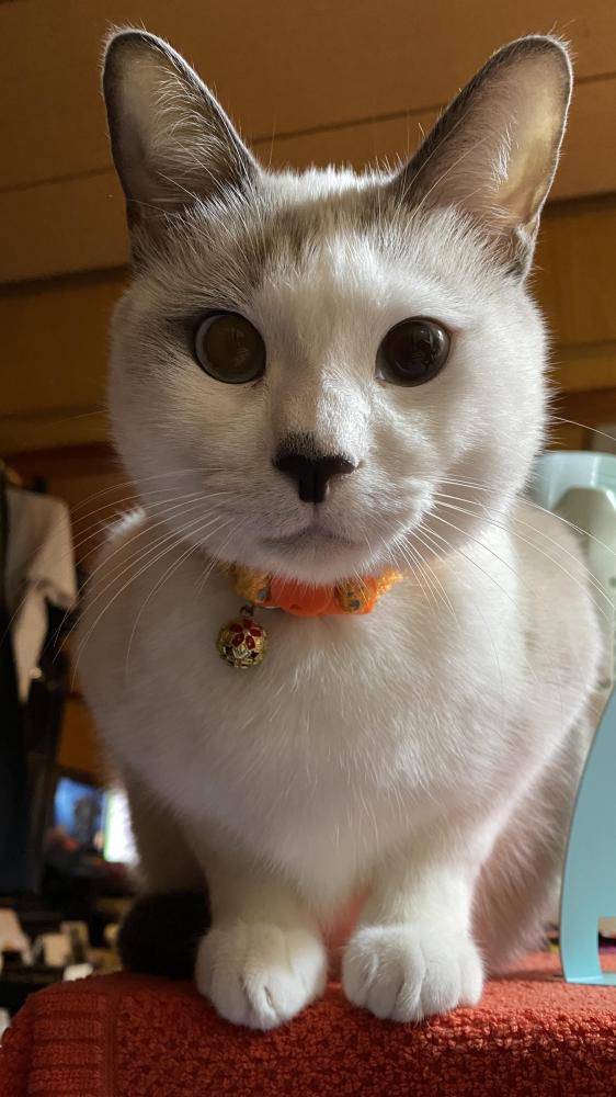 けいたろちゃん