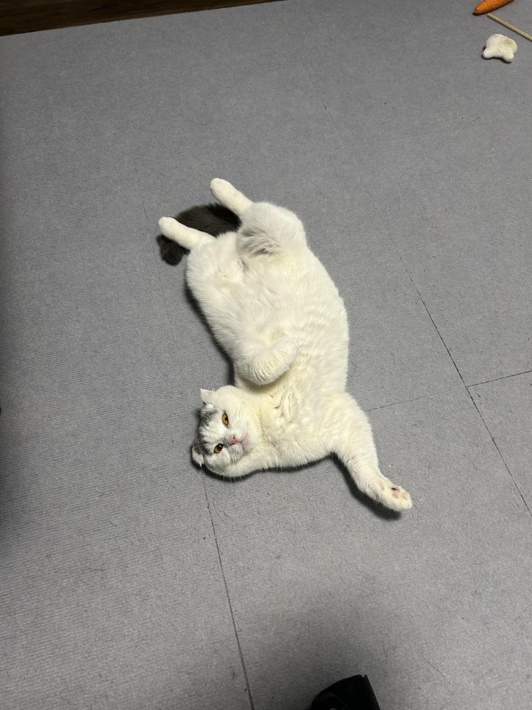 いつき